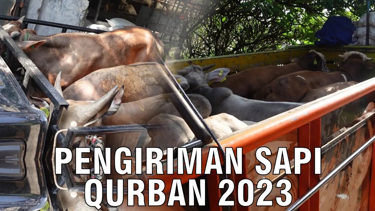
                                 Pengiriman-Sapi-Qurban-2023